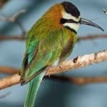 Sample 2 – White throated bee eater