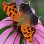 Sample 22 – Mark butterfly