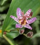 Sample 1 – Toad lily