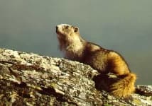 Sample 2 – Marmot