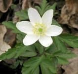 Sample 3 – Windflower