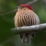 Sample 6 – Stripped manakin