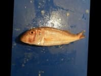 Sample 3 – Fish