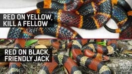 Sample 6 – Snake