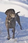 Sample 2 – German shorthaired