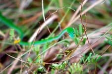 Sample 5 – Vine snake