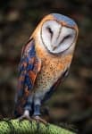 Sample 3 – Owl