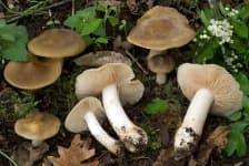 Sample 5 – Entoloma