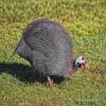 Sample 4 – Guineafowl