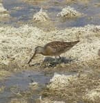 Sample 6 – Dowitcher