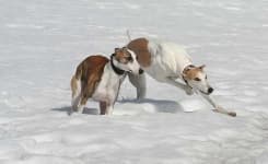 Sample 3 – Whippet