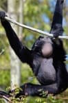Sample 5 – Siamang
