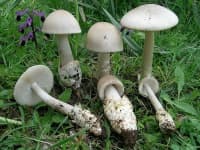 Sample 2 – Amanita