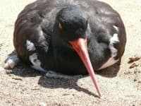 Sample 1 – Oystercatcher