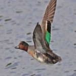 Sample 6 – Teal duck