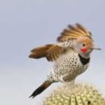 Sample 1 – Gilded flicker