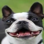 Sample 2 – Boston terrier