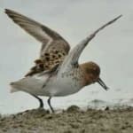 Sample 6 – Spoon biled sandpiper