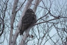 Sample 2 – Owl