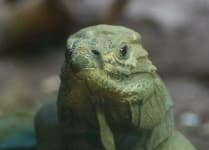 Sample 2 – Komodo dragon