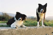 Sample 1 – Collie