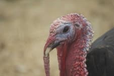 Sample 3 – Turkey