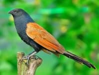 Sample 3 – Coucal