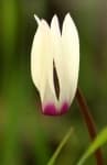 Sample 3 – Cyclamen