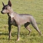 Sample 3 – Mex hairless