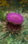 Sample 2 – Artichoke flower