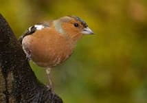 Sample 6 – Brambling