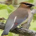 Sample 4 – Cedar waxwing
