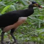 Sample 4 – Maleo
