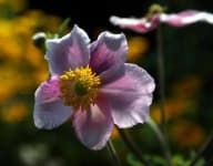 Sample 6 – Japanese anemone