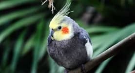 Sample 4 – Cockatiel