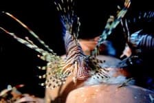 Sample 6 – Lionfish