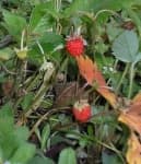Sample 2 – Strawberry