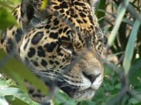 Sample 21 – Jaguar car