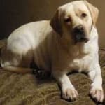 Sample 6 – Labrador