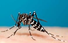 Sample 1 – Mosquito