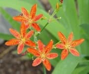 Sample 5 – Blackberry lily