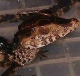 Sample 4 – Crocodile head
