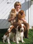 Sample 5 – Welsh springer spaniel