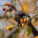 Sample of Malabar hornbill