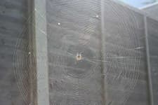 Sample 6 – Spider web