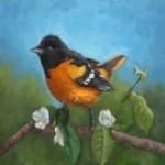 Sample 2 – Baltimore oriole