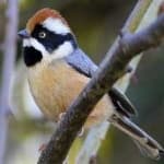 Sample 1 – Black throated bushtit