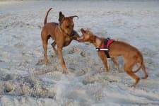 Sample 2 – Rhodesian ridgeback