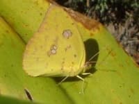 Sample 1 – Sulphur butterfly