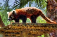 Sample 1 – Red panda